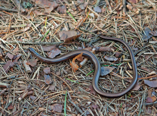 Slowworm or Blindsnake on forest soil, covered with pine needles