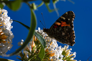 Edelfalter Schmetterling Admiral auf Schmetterlingsflieder saugend an einer Blütenrispe