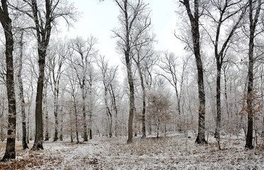 landscape with frozen deciduous forest