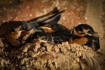 Baby Barn Swallows in the nest