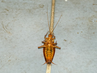 cockroach death on ceramic floor