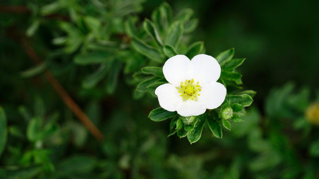 Pentaphylloides or cinquefoil, Potentilla davurica is small shrub with white flowers, decorative culture of long flowering.