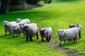 Olde English Babydoll Southdown unsheared hornless flock of sheep on green grass meadow. The breed...