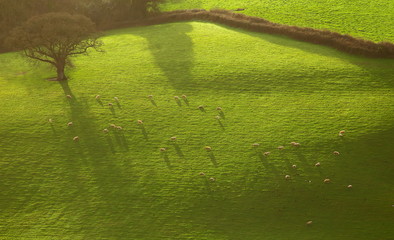 Flock of sheep graze on the farmland in East Devon