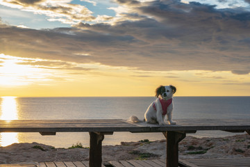 Small white brown pet dog in pink jacket seated on the bench on rocky mediterranean sea shore at sunrise with epic cloudy sky.