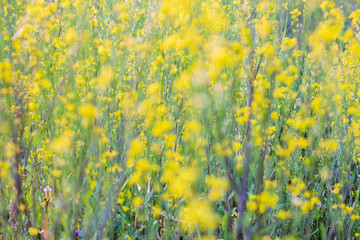 Rape blossoms