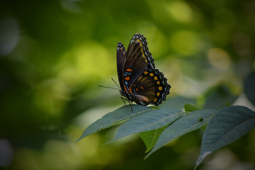 Red Spotted Purple Butterfly Sitting on Leaves of Tree Brunch, Bokeh Background