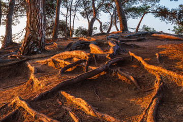 Tree roots in a pine forest
