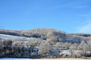 landscape with frozen deciduous forest