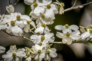 Obraz premium Dogwood flowers on branches