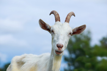 Portrait of goat