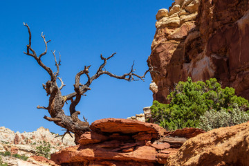 Dead tree at the edge of rock in the canyon in Capitol Reef National Park at sunny day, Utah, USA