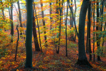 Beautiful autumn forest.