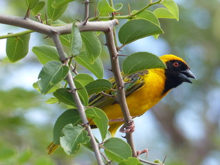 Village weaver busy collecting grass to build its nest