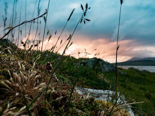Scottish Sky and Flora
