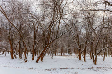 View of trees covered with snow located in the city Park. Moscow, Russia.