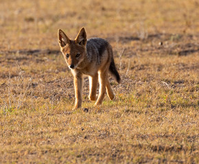 Fototapeta premium Black-backed Jackal
