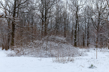 View of trees covered with snow located in the city Park. Moscow, Russia.