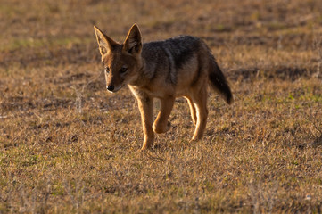 Black-backed Jackal