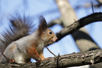 red squirrel on a tree