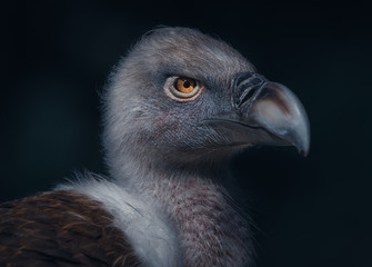 Griffon Vulture Portrait