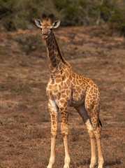 Obraz na płótnie Canvas Baby Giraffe