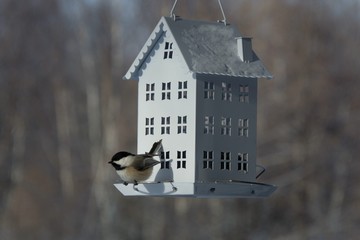 Mésange à la cabane