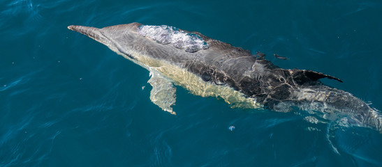Naklejka premium Long beaked common dolphins