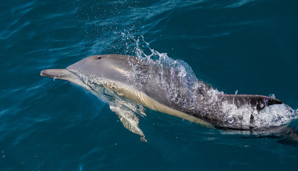 Fototapeta premium Long beaked common dolphins