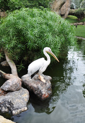 Great white pelican sitting on a stone in a lake