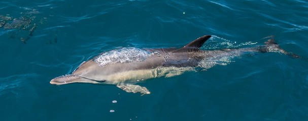 Fototapeta premium Long beaked common dolphins