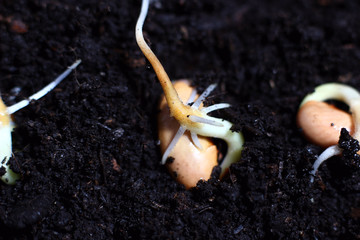 sprouted beans close-up in fertile soil
