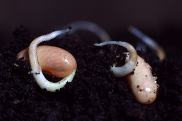 sprouted beans close-up in fertile soil