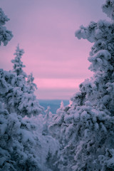 View of the Pink sky from the winter forest