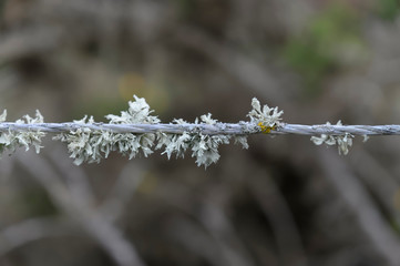 Obraz premium Lichen sur un fil