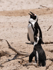 African Penguins