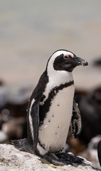 Fototapeta premium African Penguins
