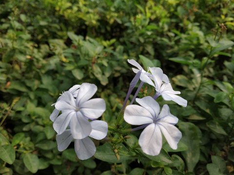 Beautiful white flower in garden of Delhi perk