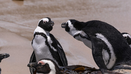 African Penguins