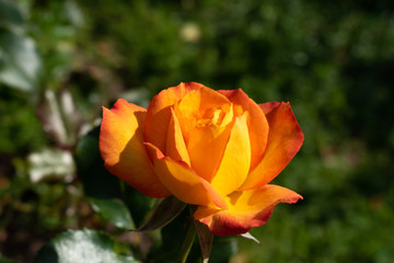 Beautiful orange rose flower in the garden