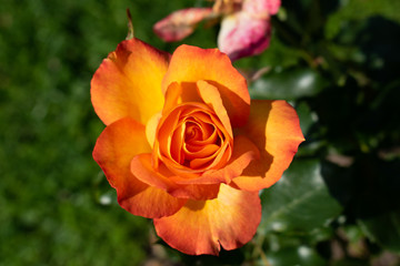 Beautiful orange rose flower in the garden