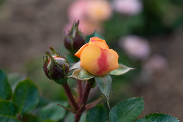 Young unopened orange rose buds