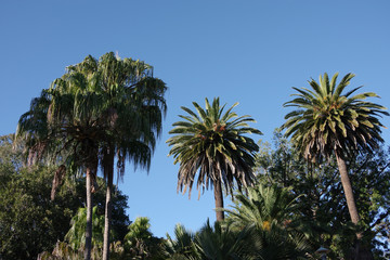 Fototapeta na wymiar Variety of palm trees under a bright blue southern California sky