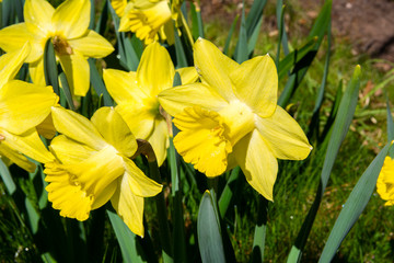 Pretty daffodil flowers in spring, Flower Valley (Blomdalen Kukkalaakso), Gullo, Raseborg, Finland