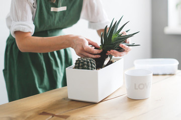 Woman hands transplanting succulents in white pots