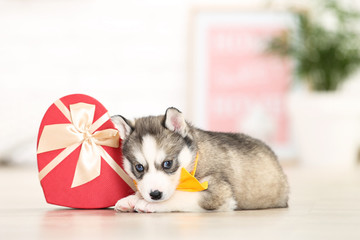 Husky puppy with bow tie and gift box lying at home