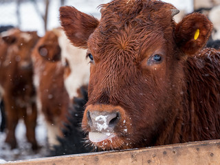 herd of bulls grazes in fence. Cows eat hay in snow in open aviary