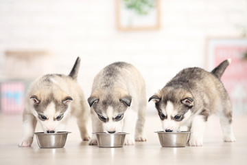 Husky puppies eating from bowl at home