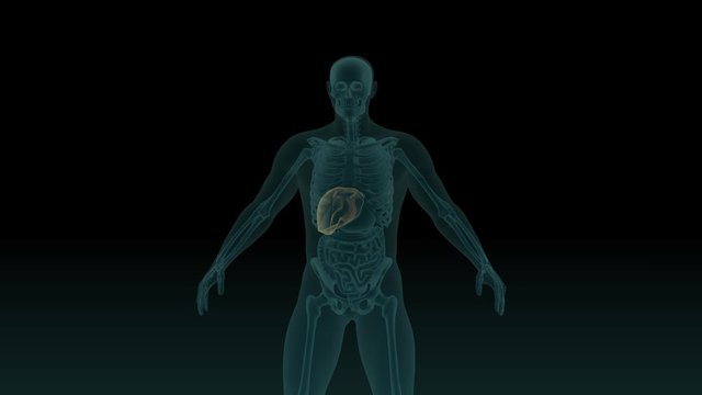 Anatomically accurate 3d animation of human body x-ray scan with visible liver 3d render isolated on black background