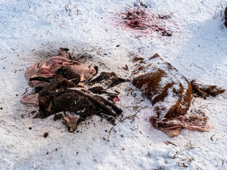 Skins of slaughtered animals thrown on snow and hooves of bulls and cows next to livestock farm. Violation of environmental standards. barbaric attitude to nature